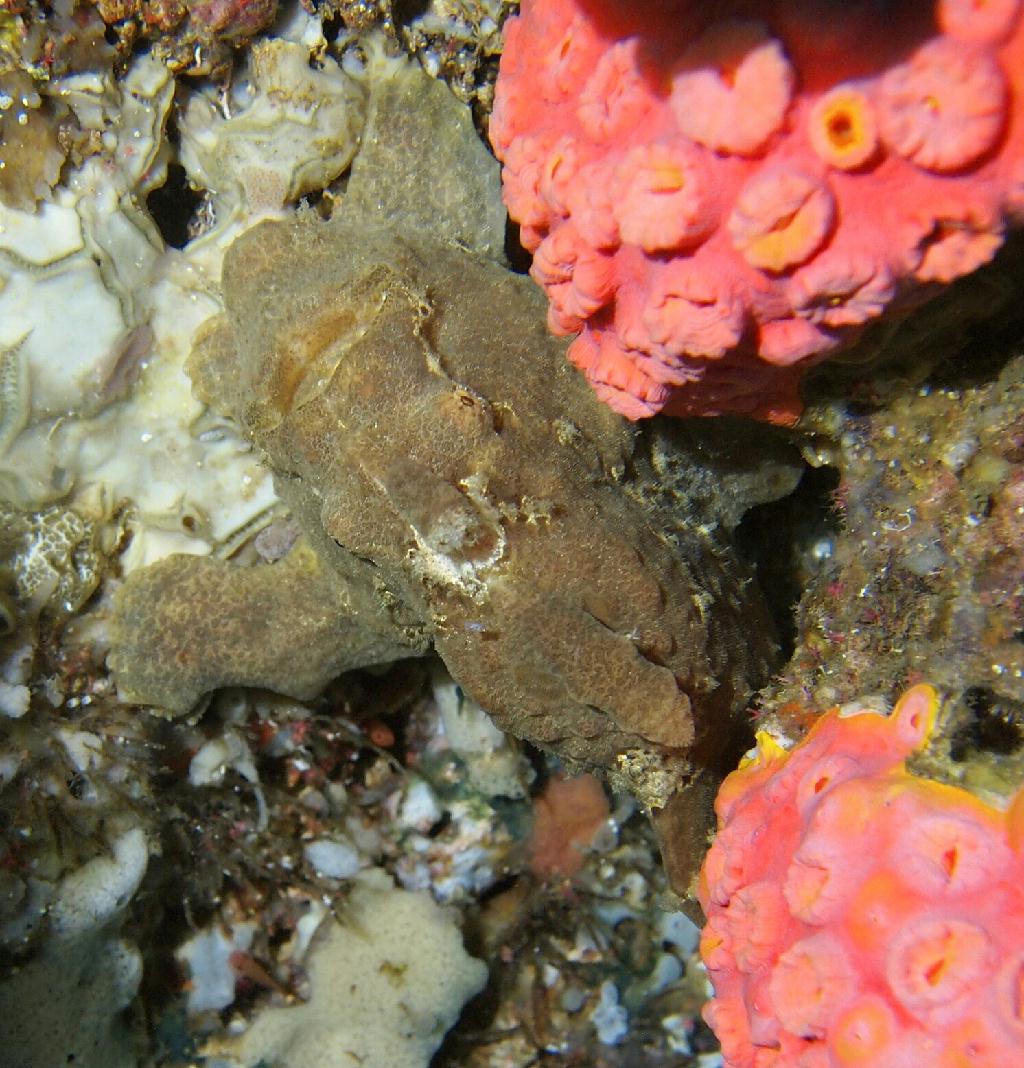 Anilao - Ligpo pinacle