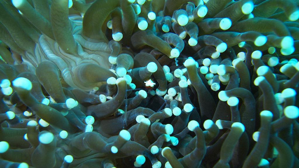 Anilao - Ligpo cave