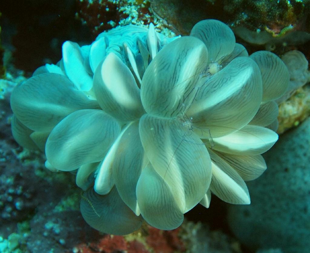 Anilao - Kirby