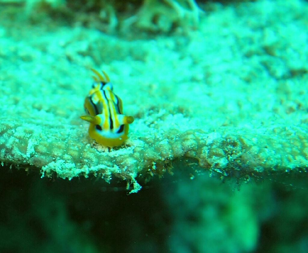 Anilao - Darillaot