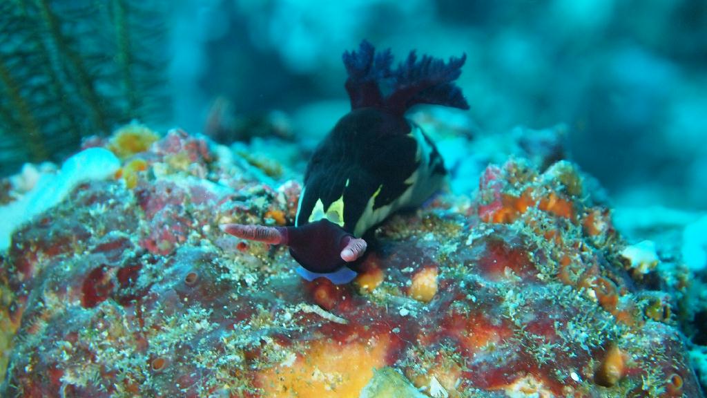 Anilao - Kirby