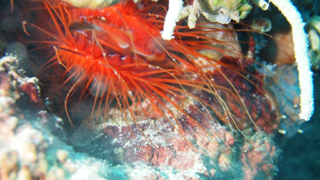 Anilao - Darillaot