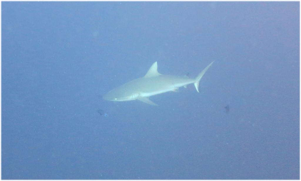 Sipadan - Barracuda Point