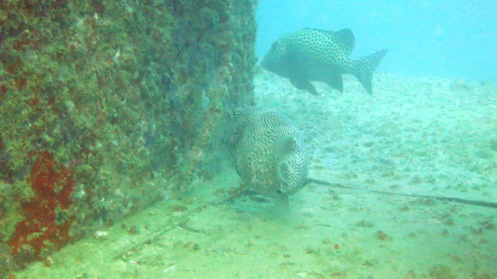 Mabul - House Reef