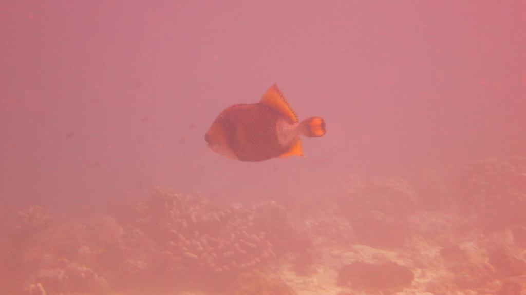 Sipadan - Barracuda Point