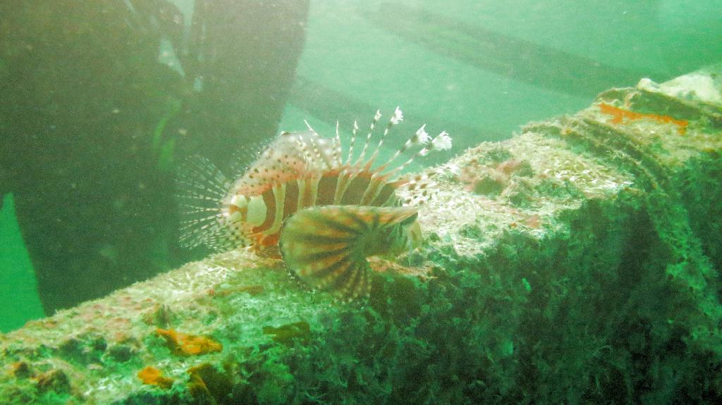 Mabul - House Reef