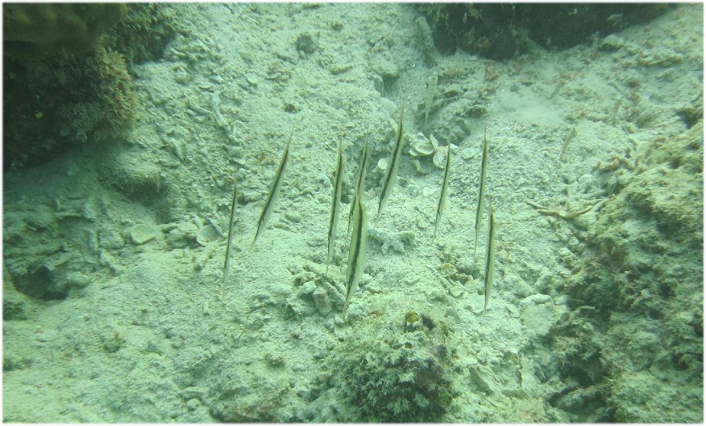Mabul - House Reef