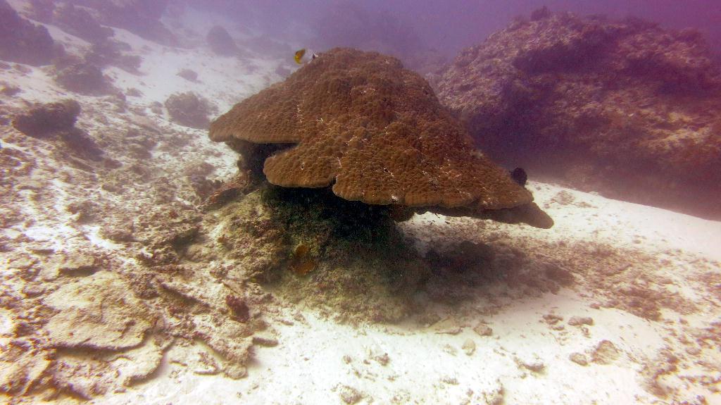 Sipadan - Barracuda Point