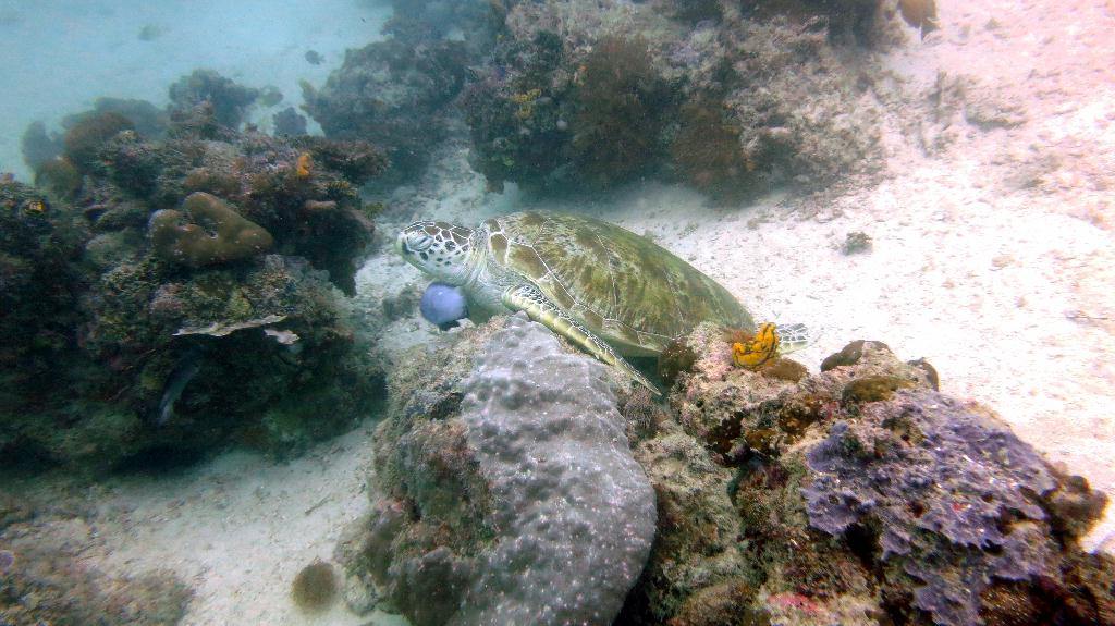 Mabul - House reef