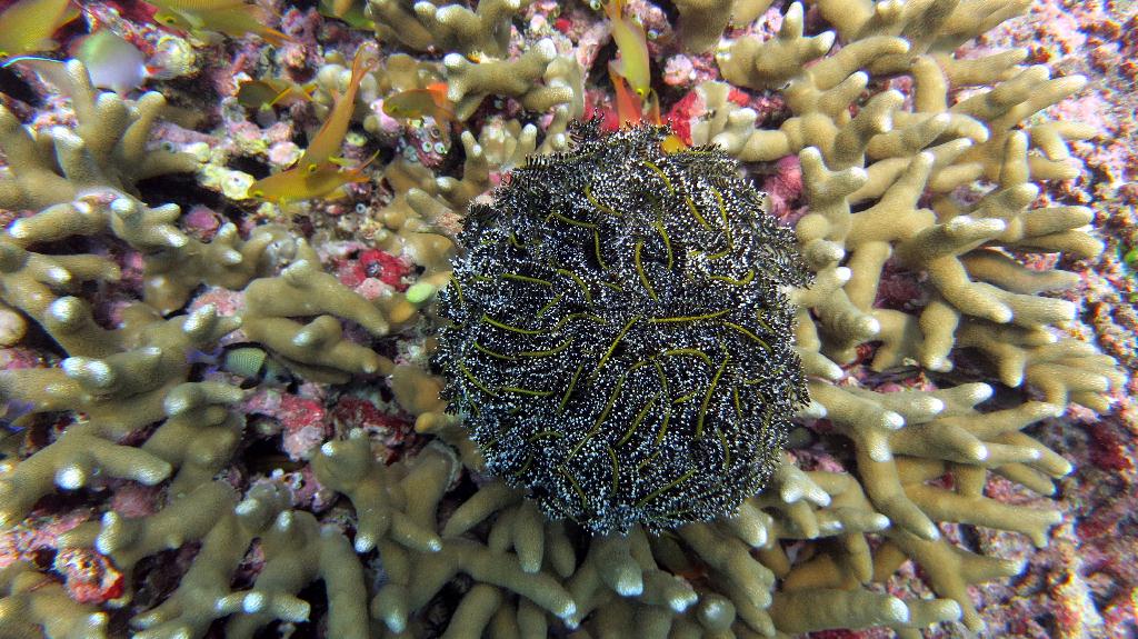 Sipadan