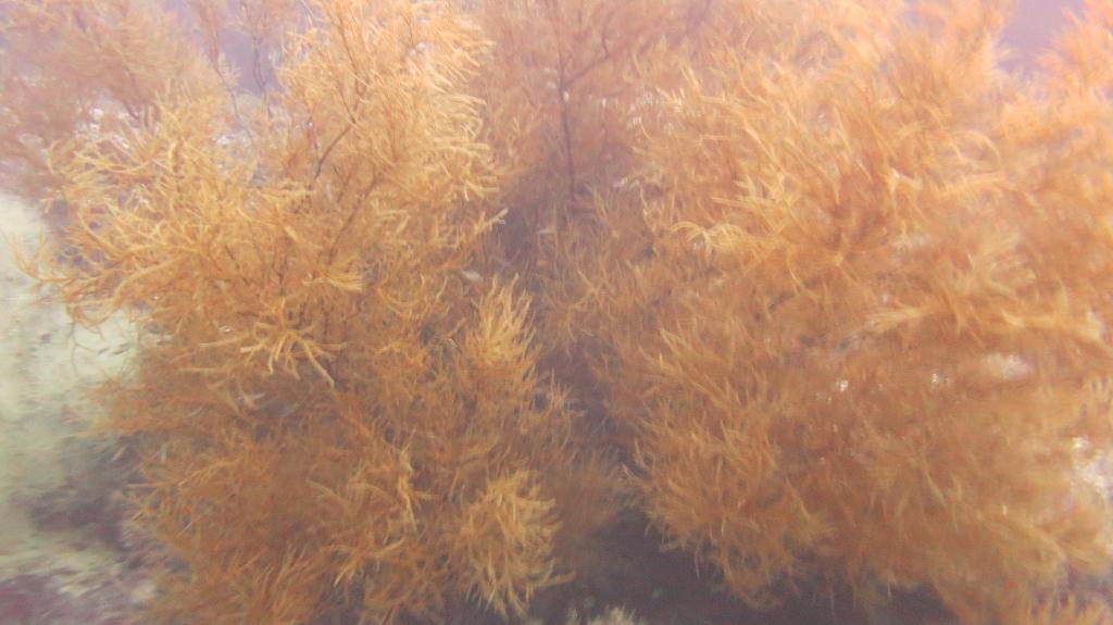 Sipadan