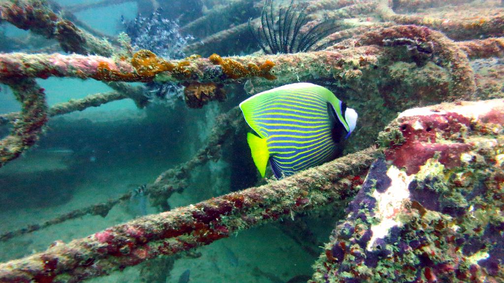 Mabul - House Reef