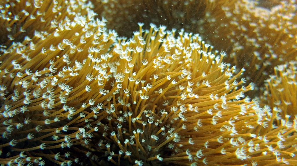 Mabul - House Reef