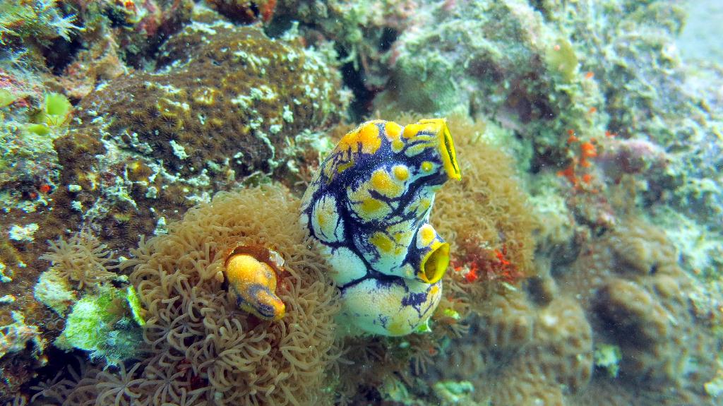 Mabul - House Reef