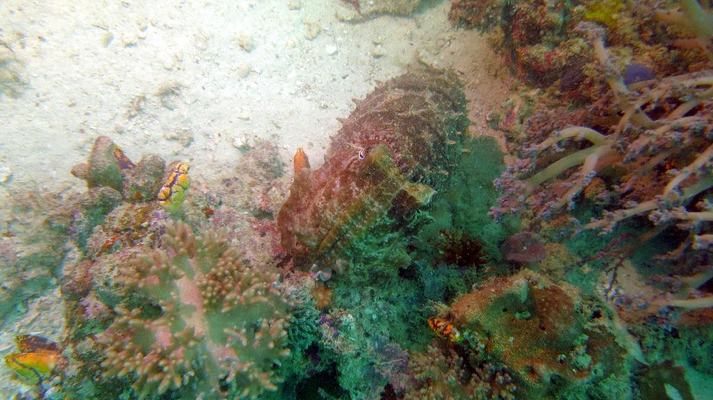Mabul - House reef