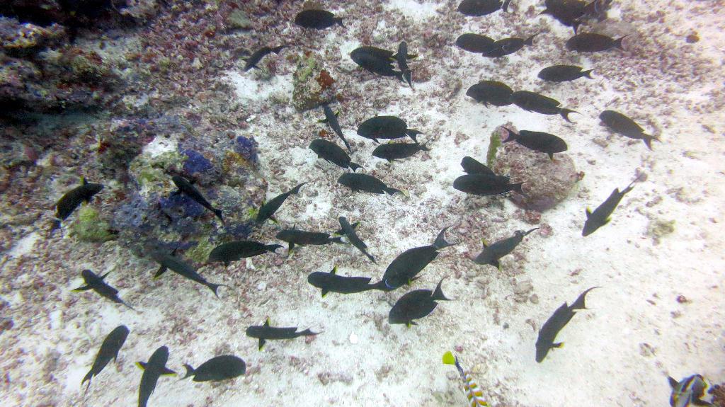 Sipadan