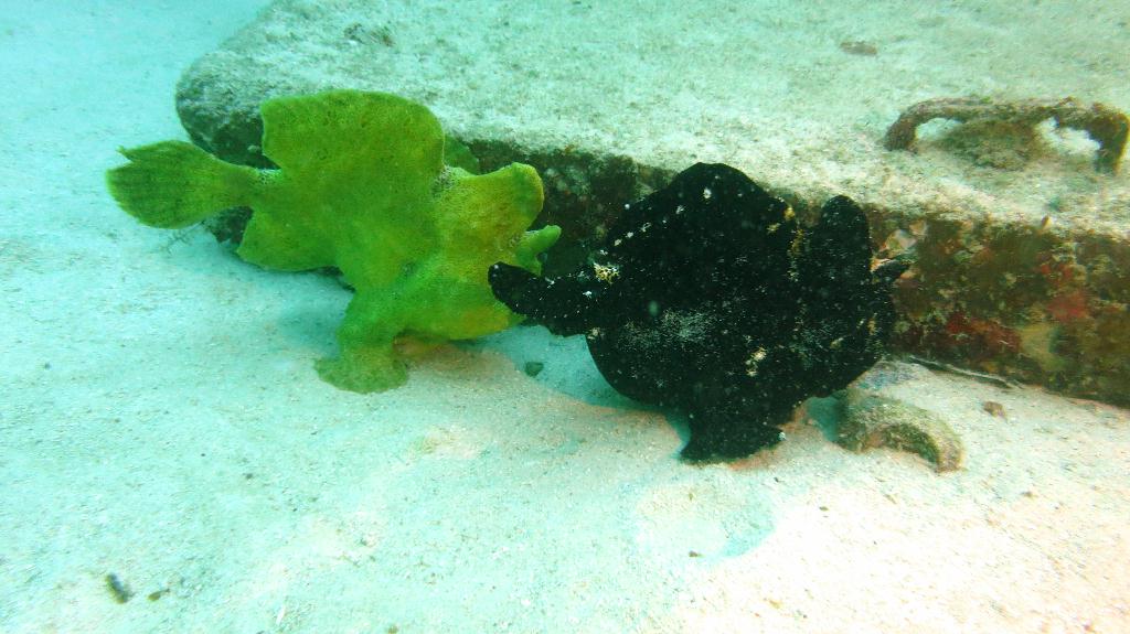 Mabul - House reef
