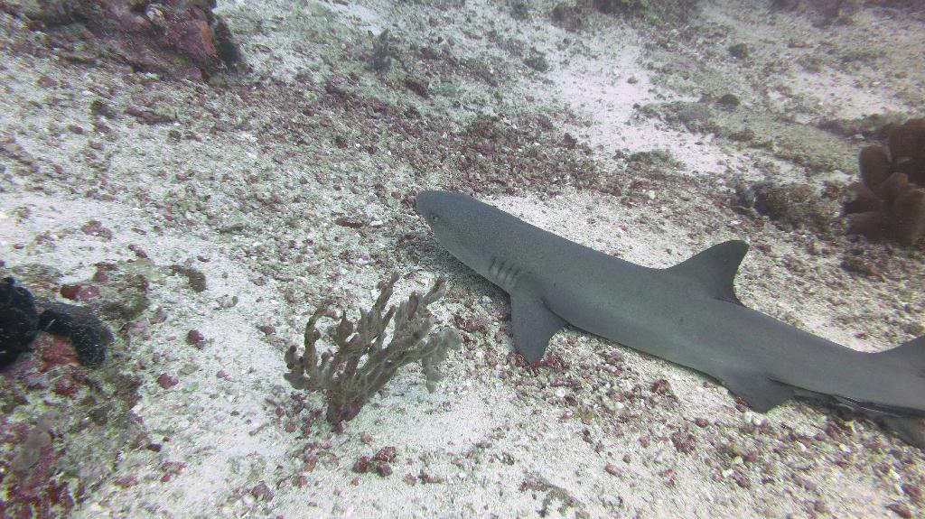 Sipadan - Barracuda Point