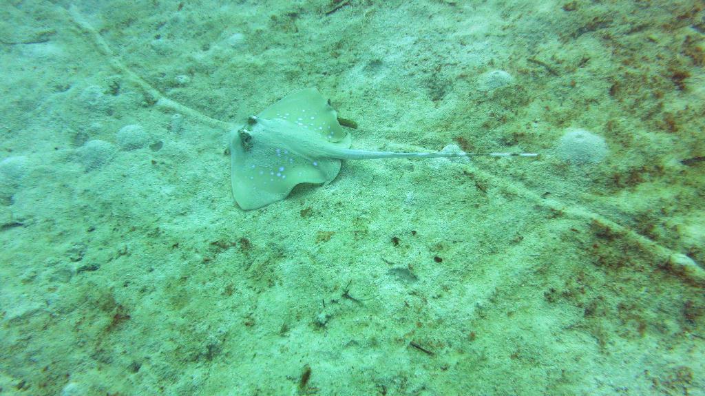 Mabul - House Reef