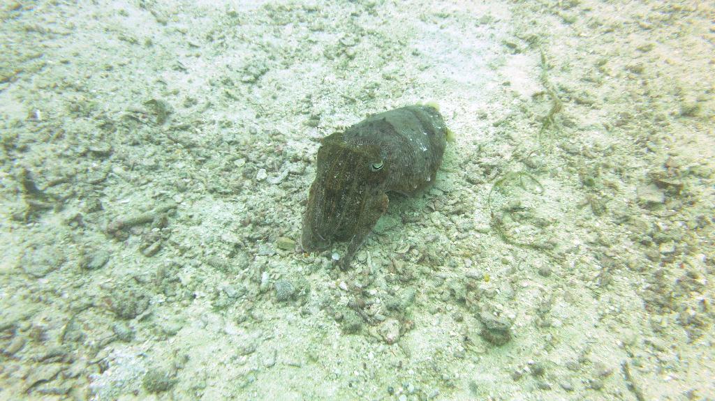 Mabul - House reef