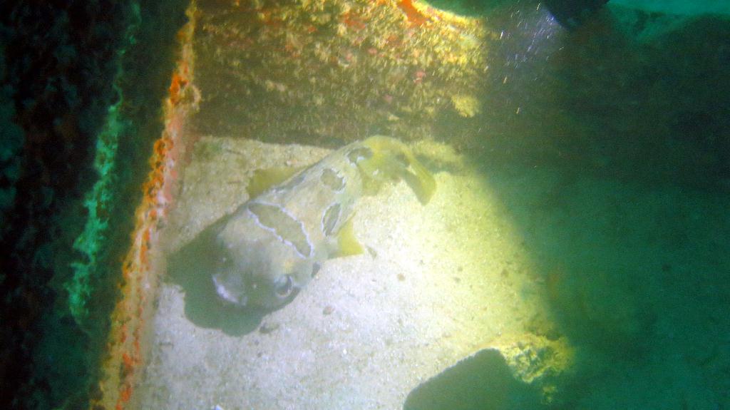 Mabul - House Reef