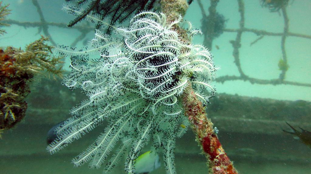 Mabul - House reef