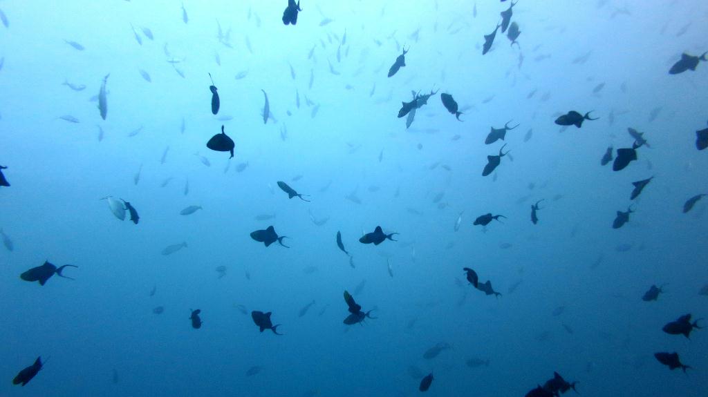 Sipadan - Barracuda Point