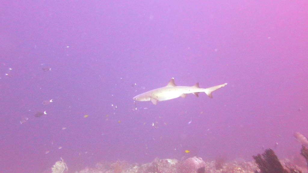 Sipadan - Barracuda Point