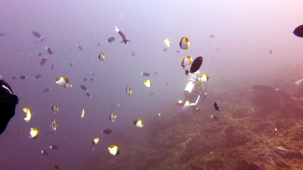 Sipadan - Barracuda Point
