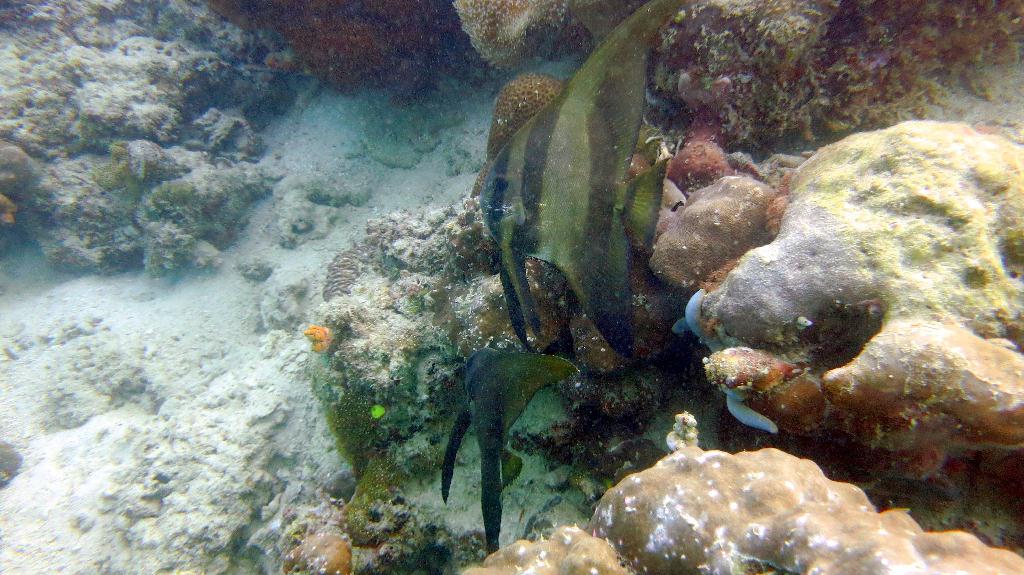 Mabul - House Reef