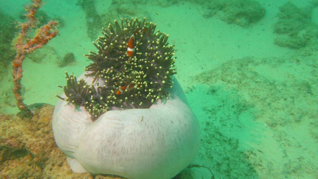 Mabul - House Reef