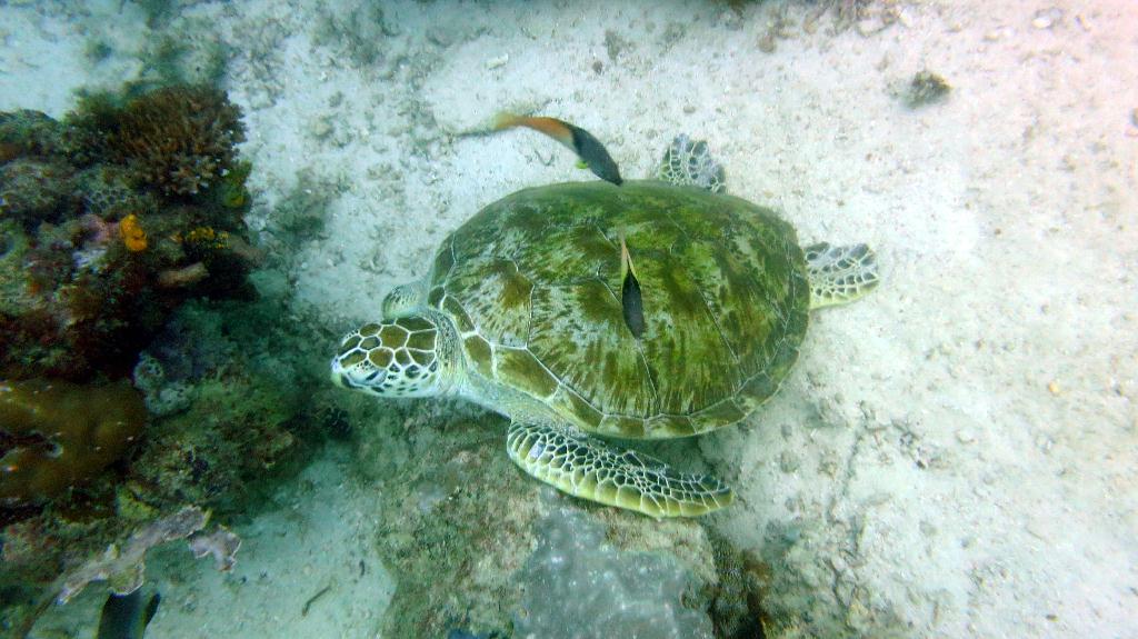 Mabul - House reef