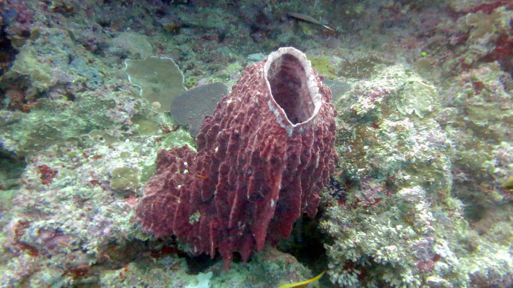 Sipadan