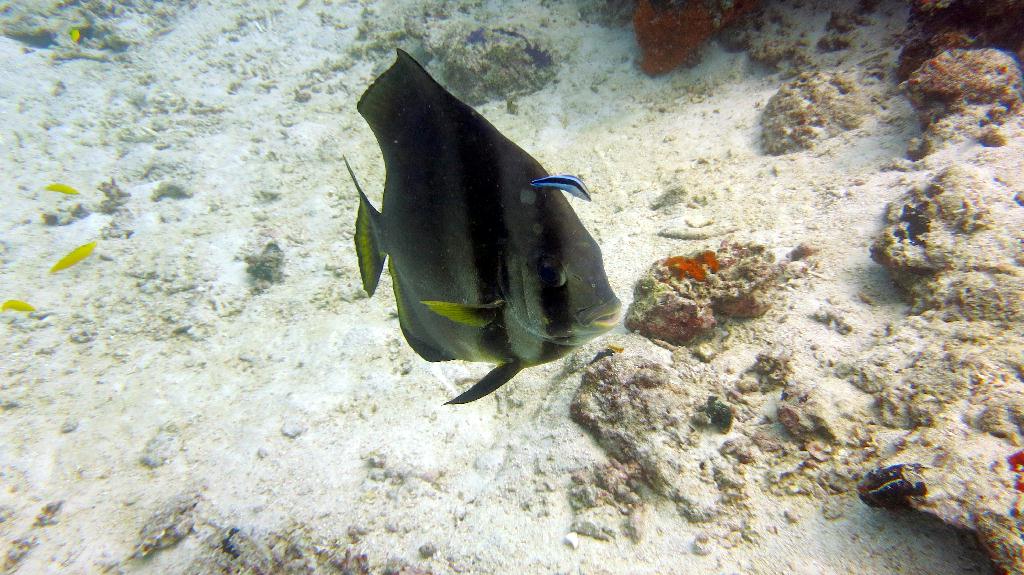 Sipadan