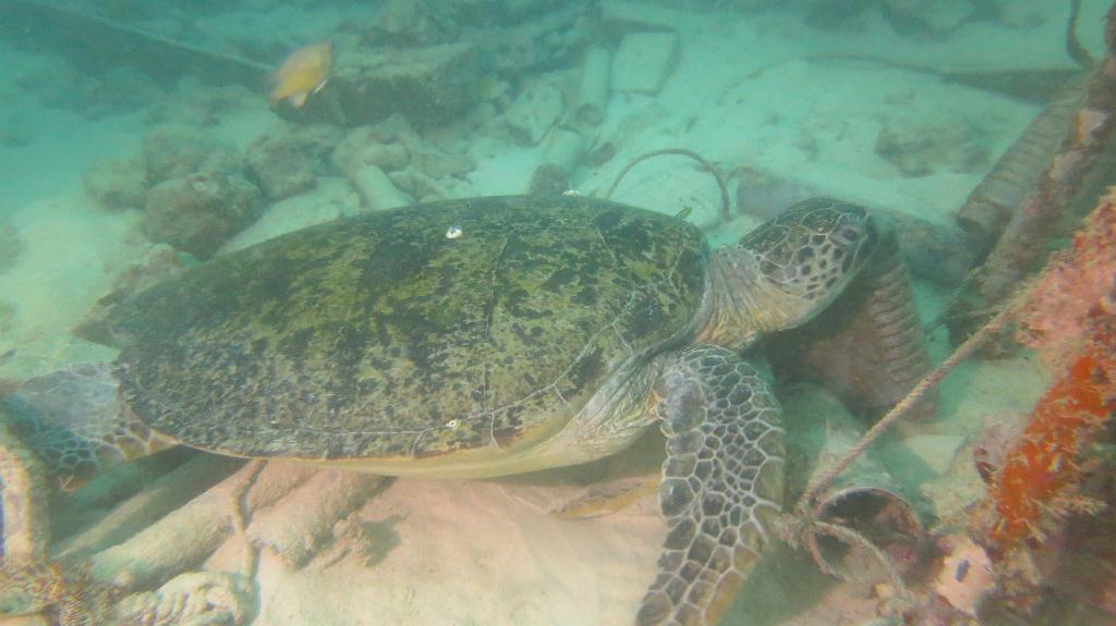 Mabul - House Reef 右邊