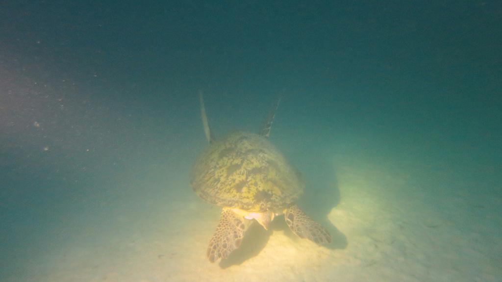 Mabul - House Reef 右邊