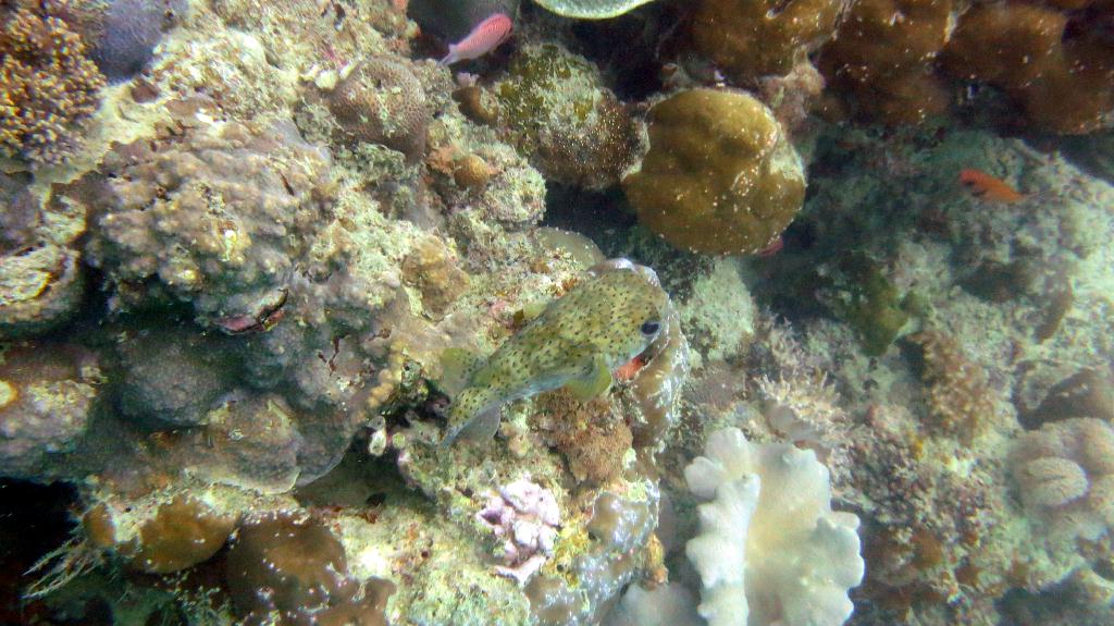 Mabul - House Reef ⚠