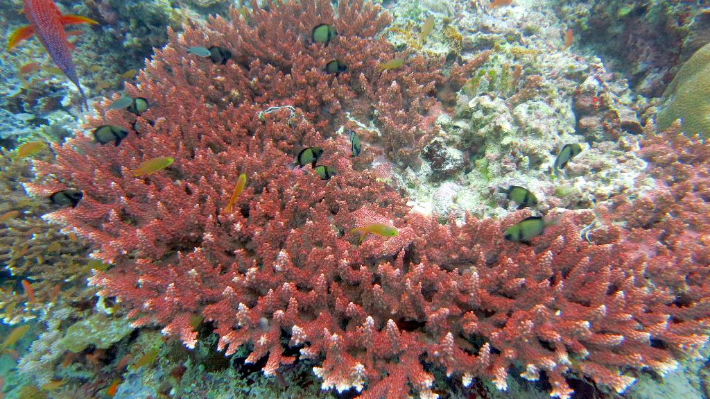 Sipadan
