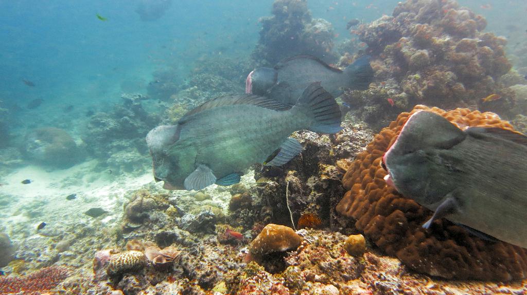 Sipadan