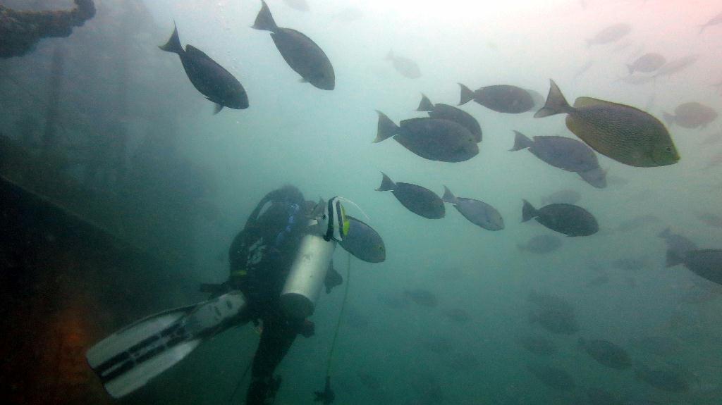 Mabul - House Reef ⚠