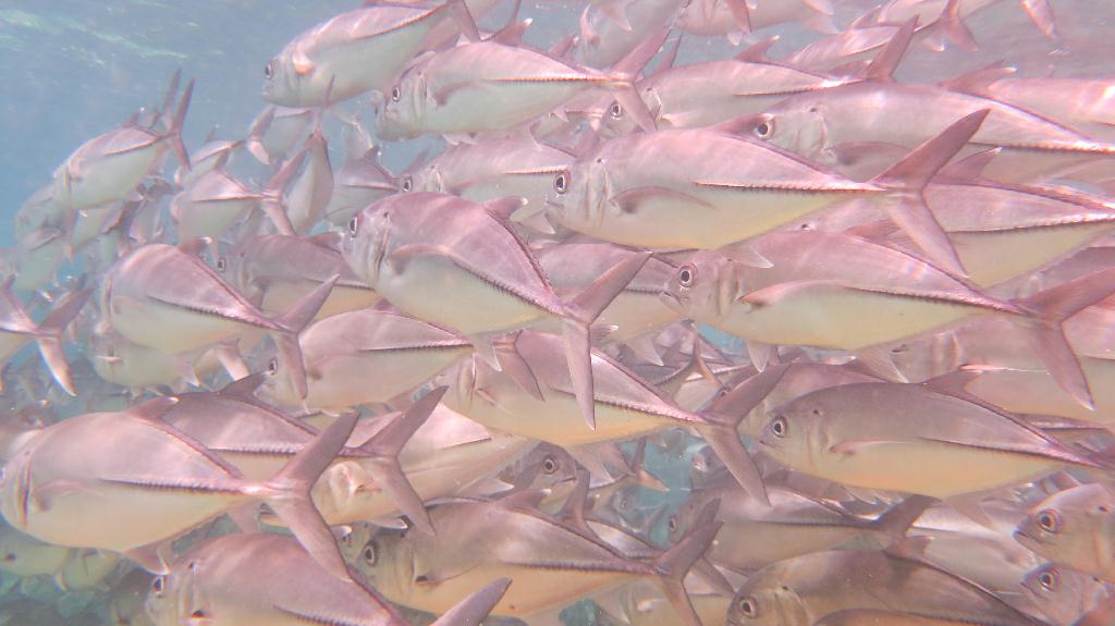 Sipadan