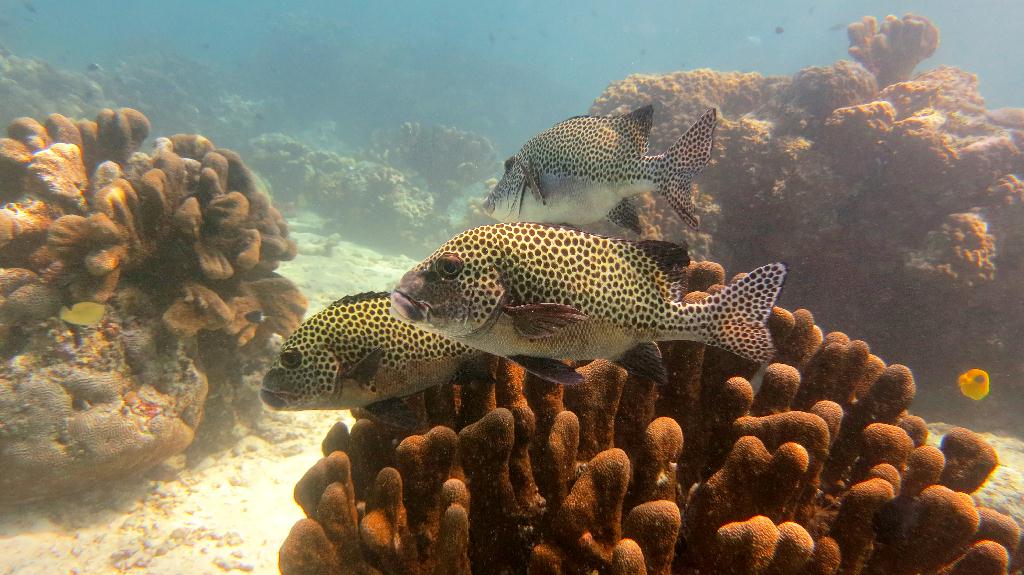 Sipadan