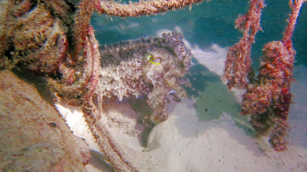 Mabul - House Reef 右邊