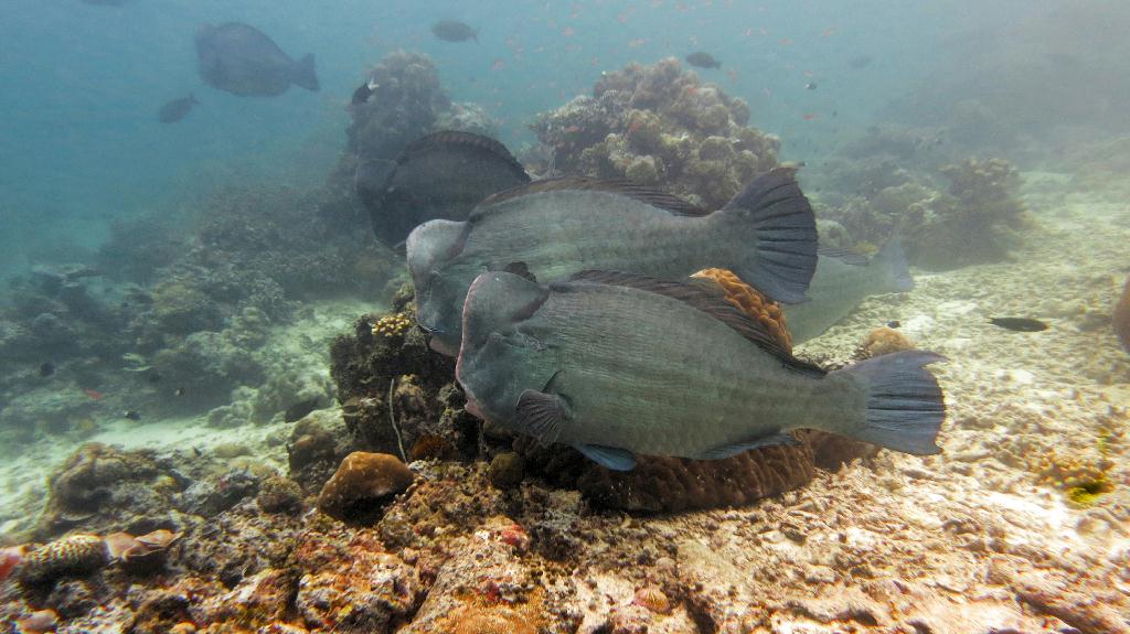 Sipadan