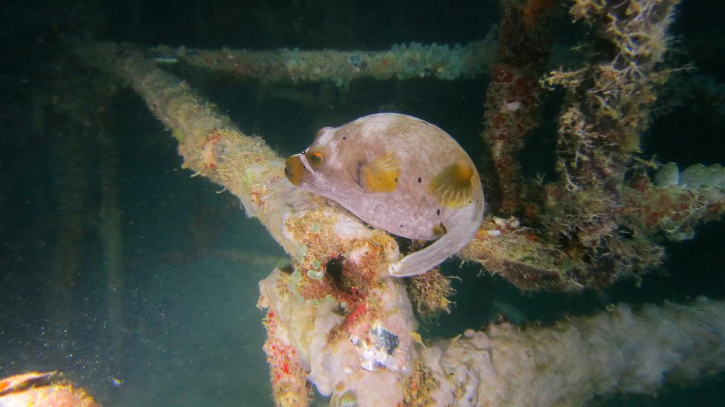 Mabul - House Reef 右邊