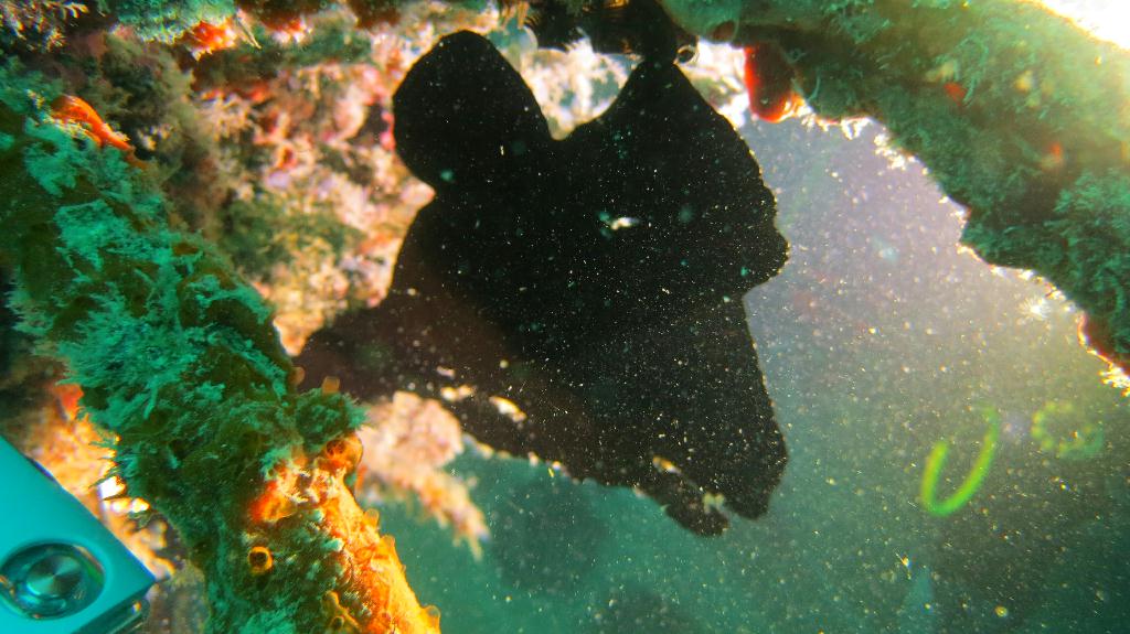 Mabul - House Reef ⚠