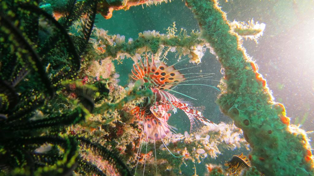 Mabul - House Reef ⚠
