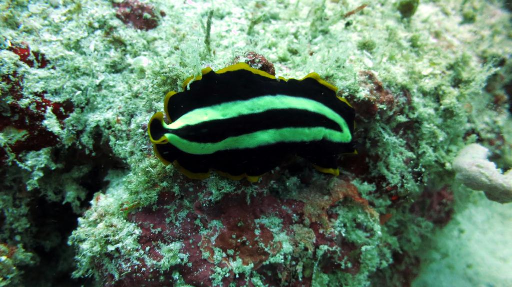 Mabul