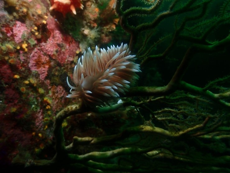 펀다이빙 - 강원도 강릉 해원리조트 - 사자봉