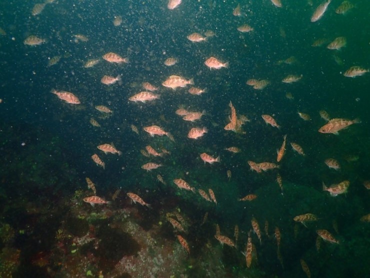 펀다이빙 - 강원도 강릉 해원리조트 - 사자봉